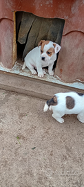 Cane jack Russell