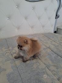 Cuccioli di spitz pomerania micro