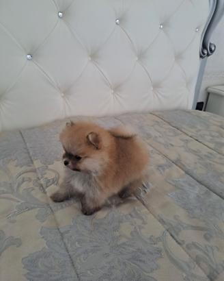 Cuccioli di spitz pomerania micro
