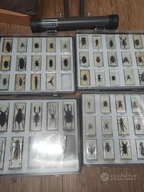 Insetti da tutto il mondo - 4 Box
