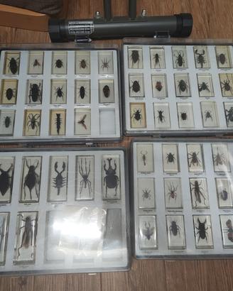 Insetti da tutto il mondo - 4 Box