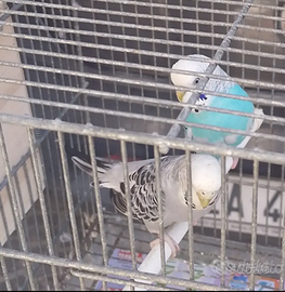 Coppie riproduttive di cocorito con uova