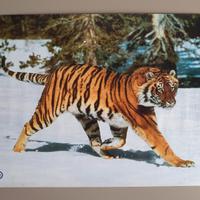 Poster Tigre distributori Esso