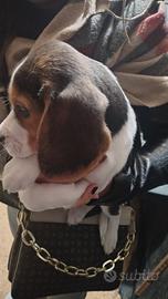 Cuccioli di Beagle Elisabeth