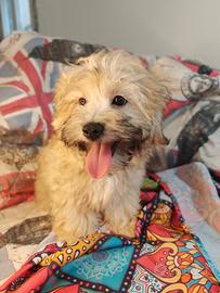 Maltipoo ultimo maschio linea coreana