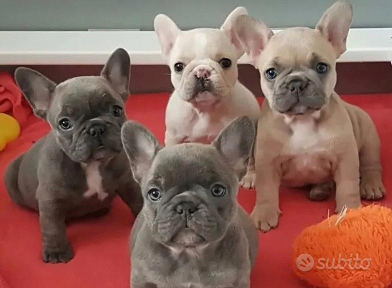 Bouledogue - Bulldog francese blu da 80 euro al mese - Milano, Lombardia -  Annunci Animali -  : Gratis Cani, Gatti