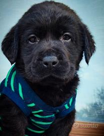 Labrador Retriever