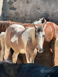 Puledri