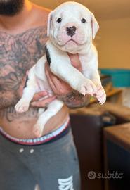 Pitbull UKC Black Nose e Red Nose