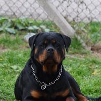 Rottwailer