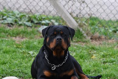 Rottwailer