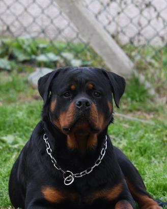 Rottwailer
