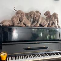 Cucciolata Weimaraner