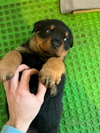 Cucciolo di rottweiler puro