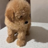Barboncino toy