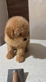 Barboncino toy