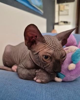 Sphynx cucciolo
