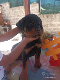 Cuccioli di rottweiler