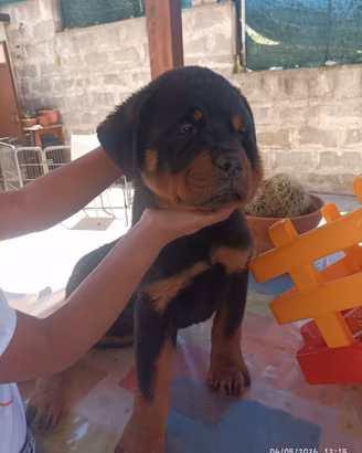 Cuccioli di rottweiler