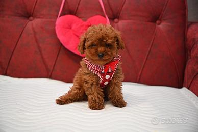 Cuccioli di barboncini mini toy