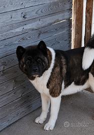 Cuccioli di Akita americano