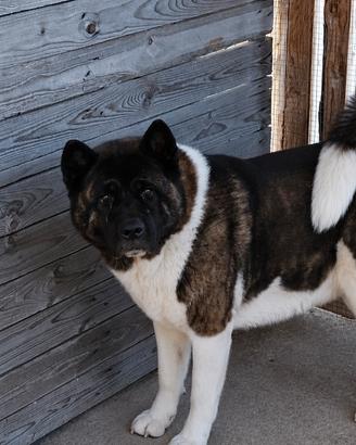 Cuccioli di Akita americano
