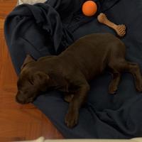 Cuccioli di labrador chocolate