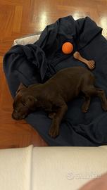 Cuccioli di labrador chocolate