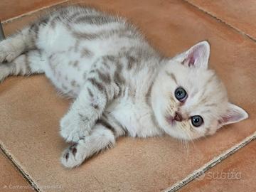 British Shorthair maschio pedigree italiano