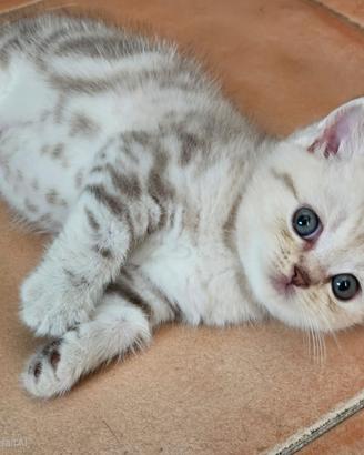 British Shorthair maschio pedigree italiano
