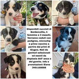 Vendita cuccioli border collie