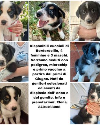 Vendita cuccioli border collie