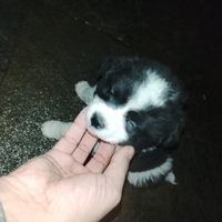 Cuccioli di cane