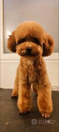 Cuccioli barboncino toy