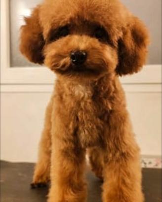 Cuccioli barboncino toy