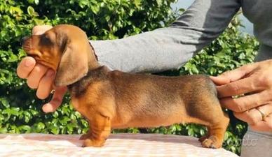 Bassotto cuccioli pedigree ENCI
