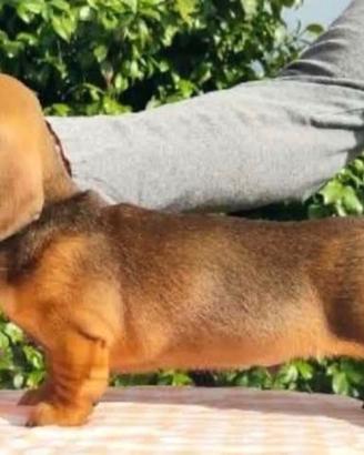 Bassotto cuccioli pedigree ENCI