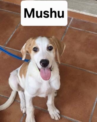 Cuccioli di cane