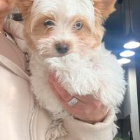 Biewer Yorkshire terrier