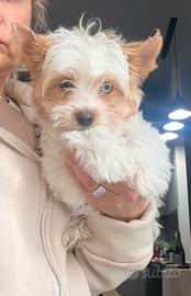 Biewer Yorkshire terrier