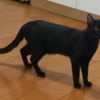 Tammy gattino 9 mesi