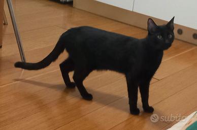 Tammy gattino 9 mesi