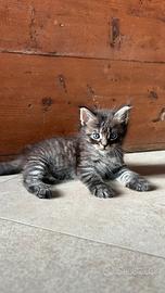 Cuccioli Main Coon