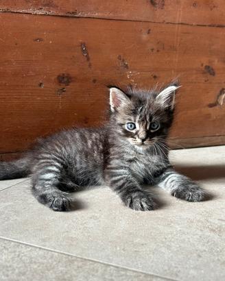 Cuccioli Main Coon