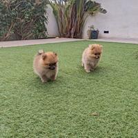 Volpino Spitz Pomerania toy