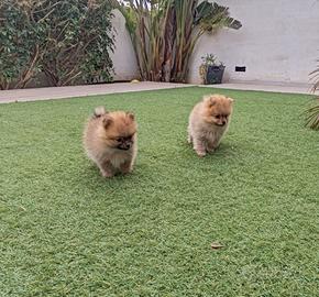 Volpino Spitz Pomerania toy