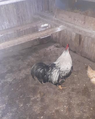 Gallo
