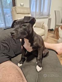 Amstaff femmina