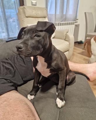 Amstaff femmina