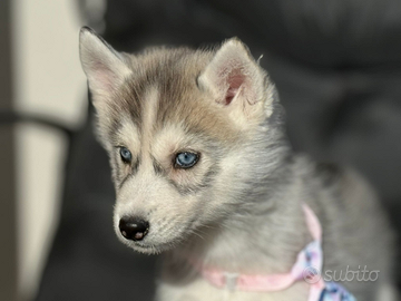 Husky